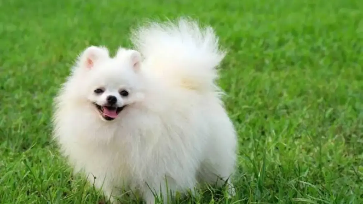 Alasan Anjing Melolong Saat Mendengar Suara Tertentu