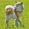 Kenapa Anjing Suka Mengejar Ekornya Sendiri