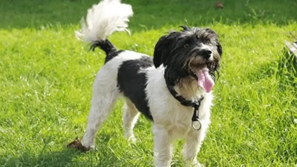 Arti Kibasan Ekor Pada Anjing