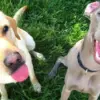 Arti Gerakan Telinga dan Ekspresi Wajah Pada Anjing