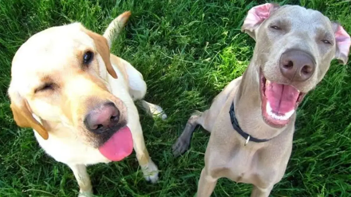 Arti Gerakan Telinga dan Ekspresi Wajah Pada Anjing