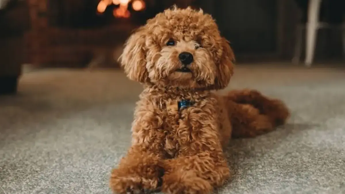 Apakah Anjing Bisa Merasa Cemburu