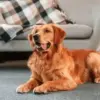 Kenapa Anjing Muter-muter Dulu Sebelum Tidur