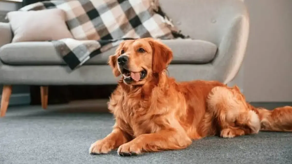 Kenapa Anjing Muter-muter Dulu Sebelum Tidur