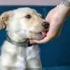 Kenapa Anjing Suka Menjilati Pemiliknya