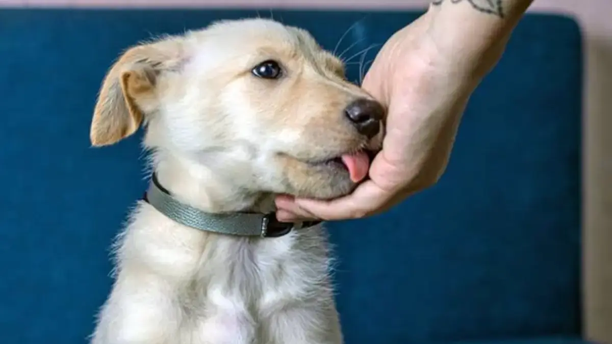 Kenapa Anjing Suka Menjilati Pemiliknya