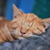 Kenapa Kucing Suka Mendengkur