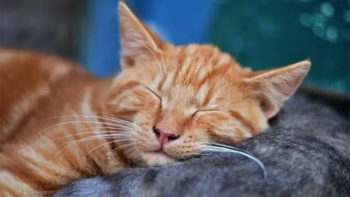 Kenapa Kucing Suka Mendengkur