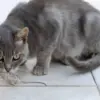 Makna Kucing Suka Bawa Tikus Ke Rumah