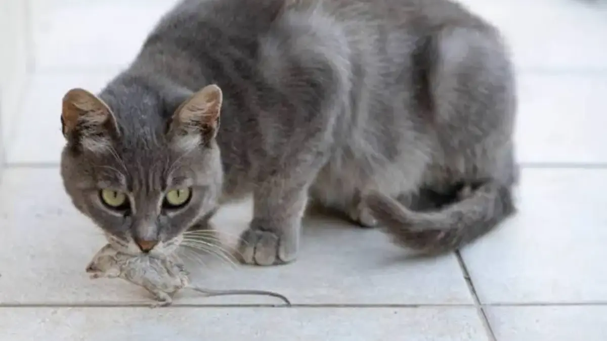 Makna Kucing Suka Bawa Tikus Ke Rumah