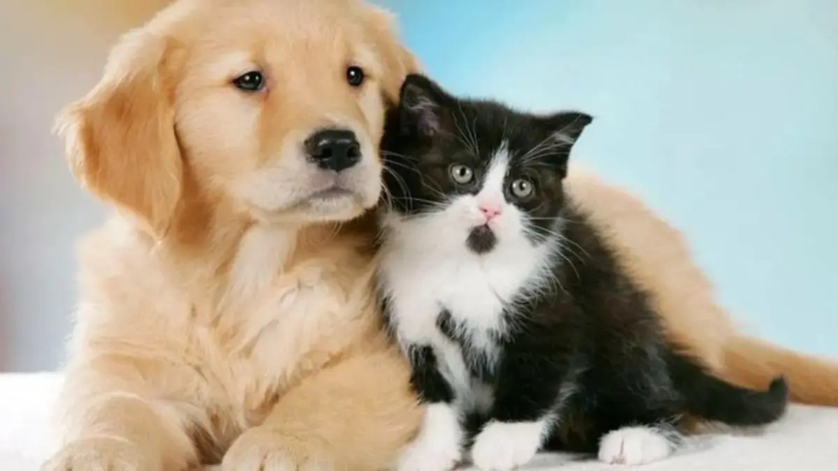 Kucing dan Anjing Bisa Mendeteksi Penyakit Pada Manusia