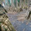 Pohon Socratea Ekor Adalah Pohon Berjalan