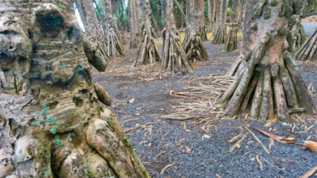 Pohon Socratea Ekor Adalah Pohon Berjalan