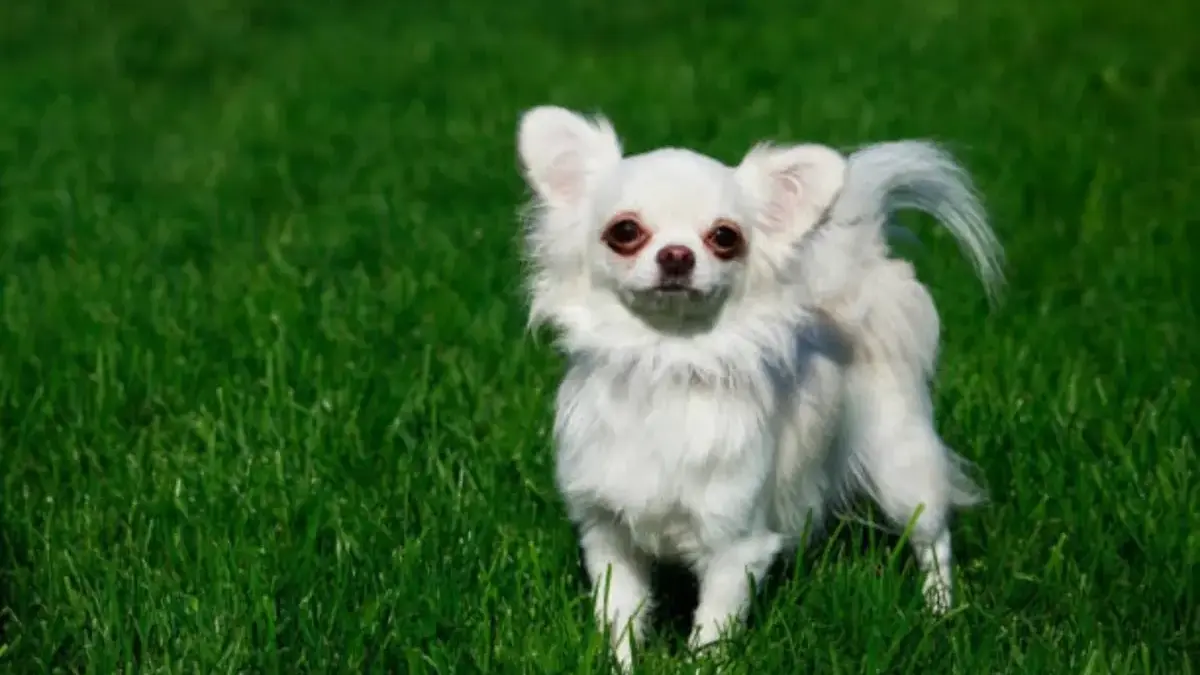 Hidung Anjing Seperti Sidik Jari