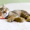 Mengapa Kucing Butuh Tidur 16 Jam Per Hari.