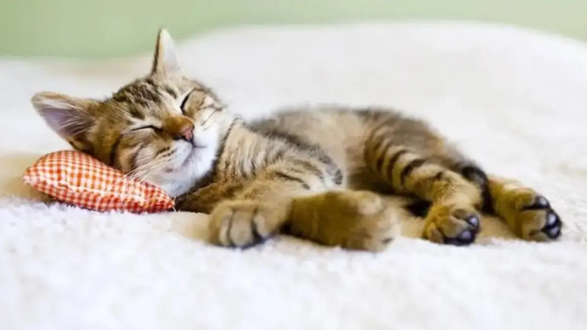 Mengapa Kucing Butuh Tidur 16 Jam Per Hari.