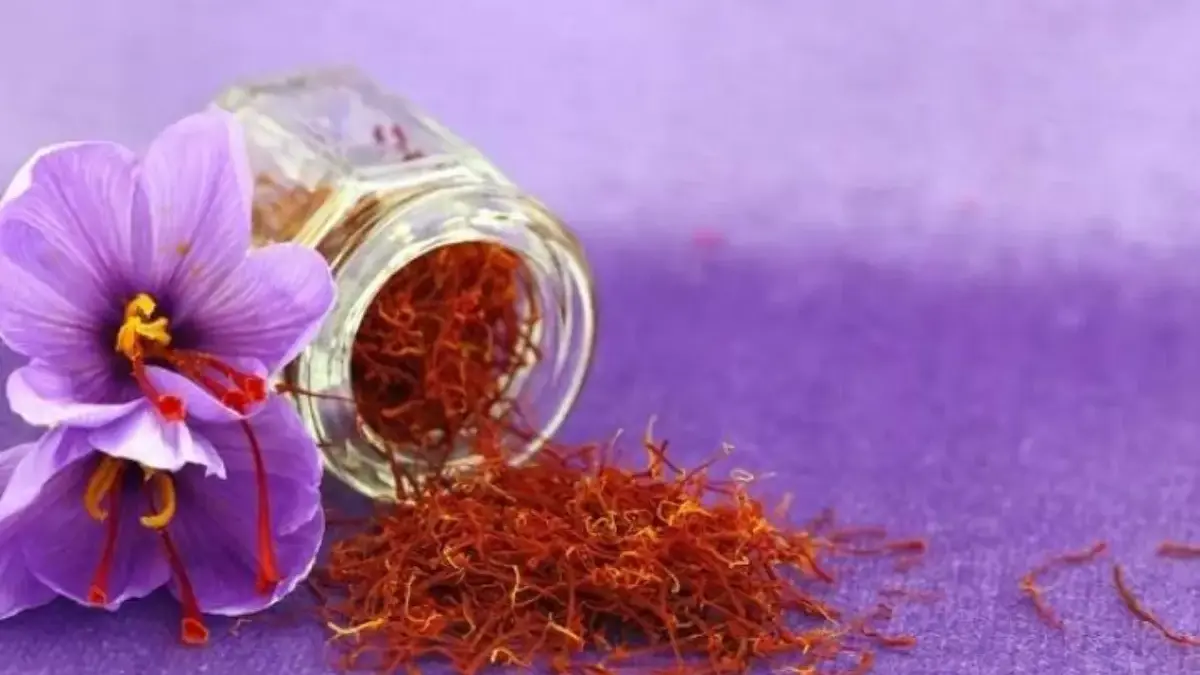 Ilustrasi Saffron