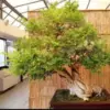Ilustrasi Bonsai.