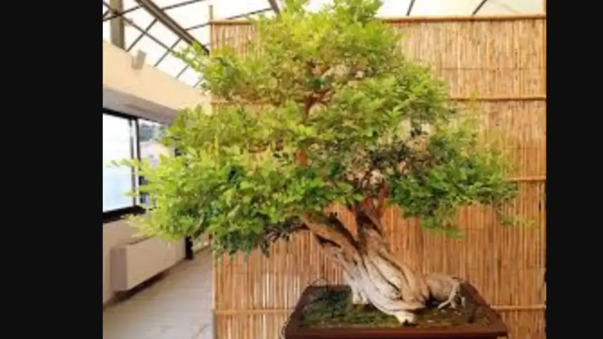 Ilustrasi Bonsai.
