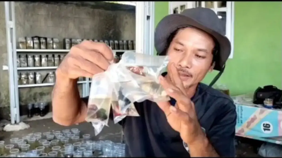 Ikan cupang