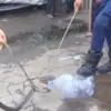 Ular kobra