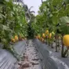 Petani purwakarta