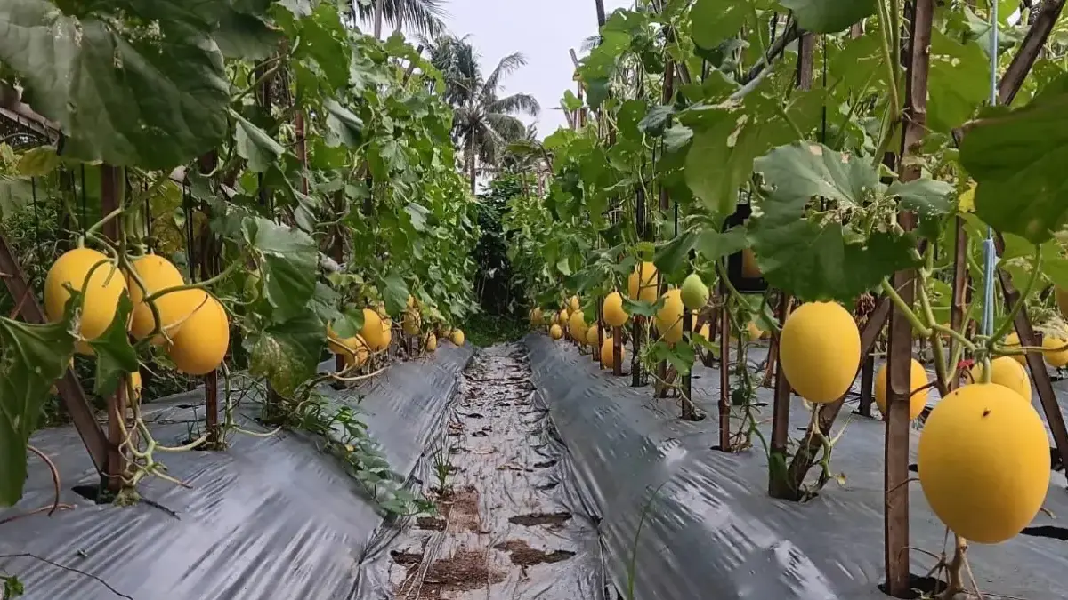 Petani purwakarta