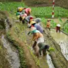 Petani jateng