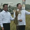Panen raya