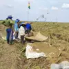Panen Karawang