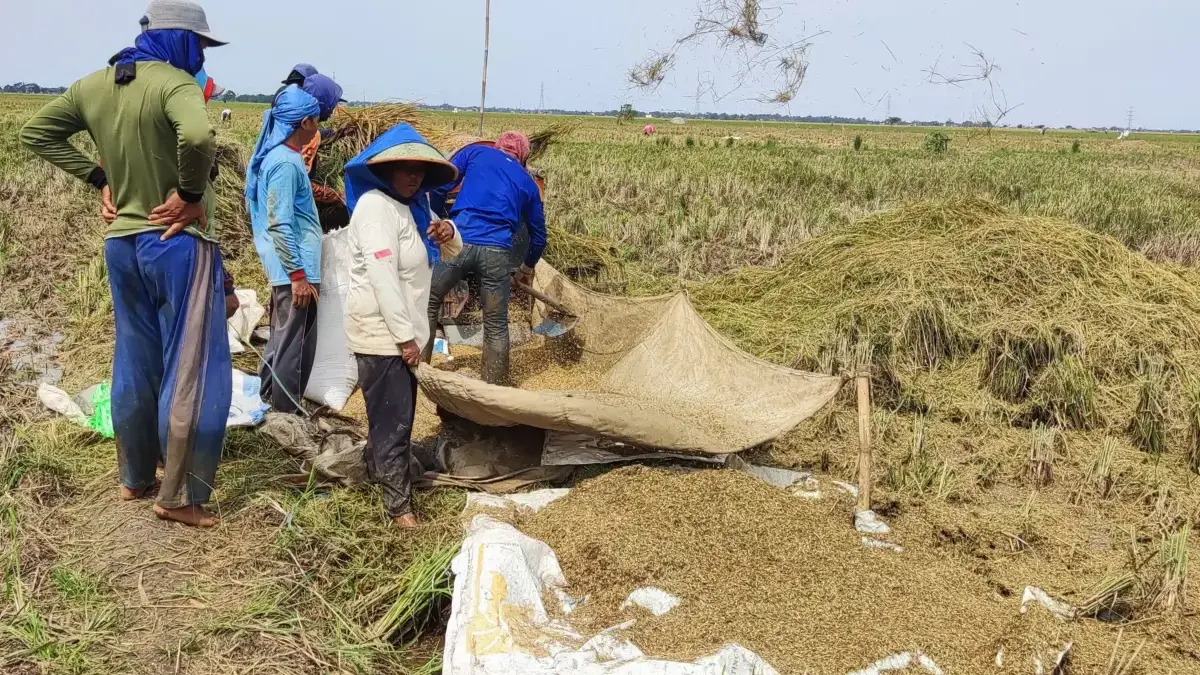 Panen Karawang