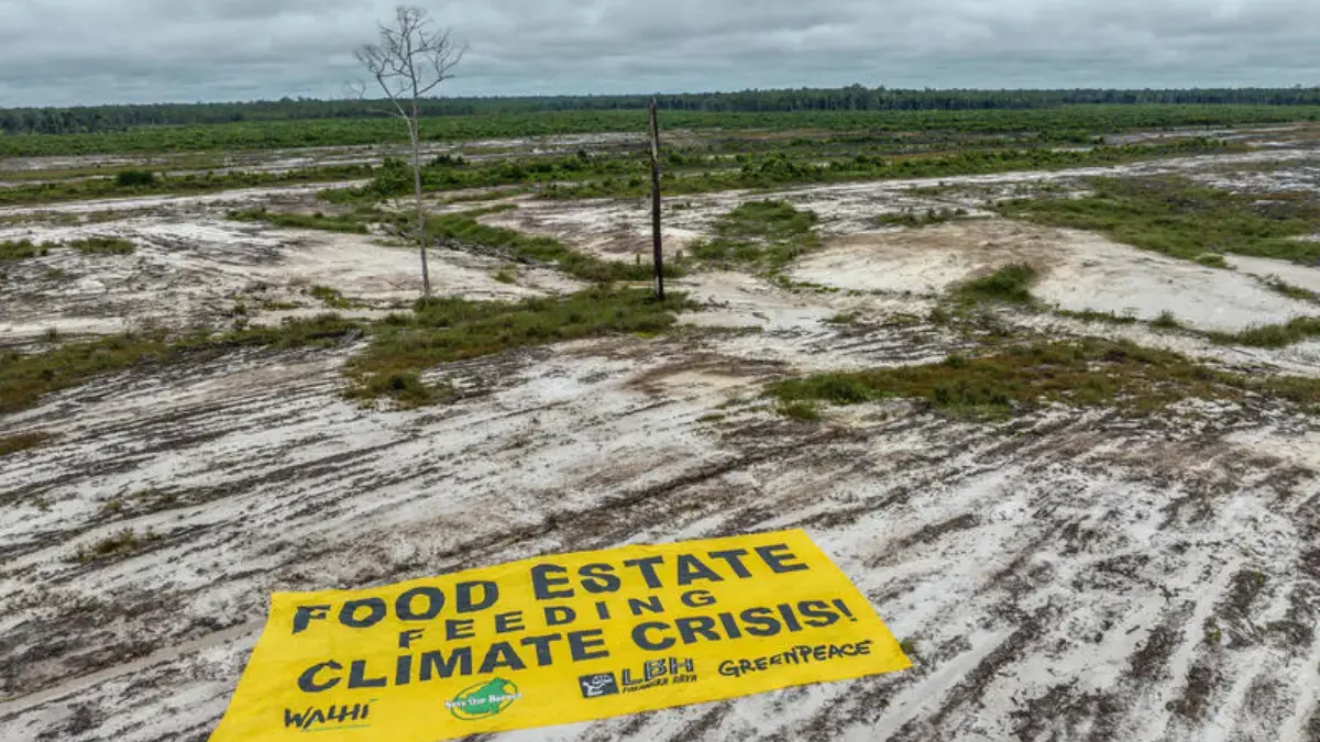 Food estate gagal.