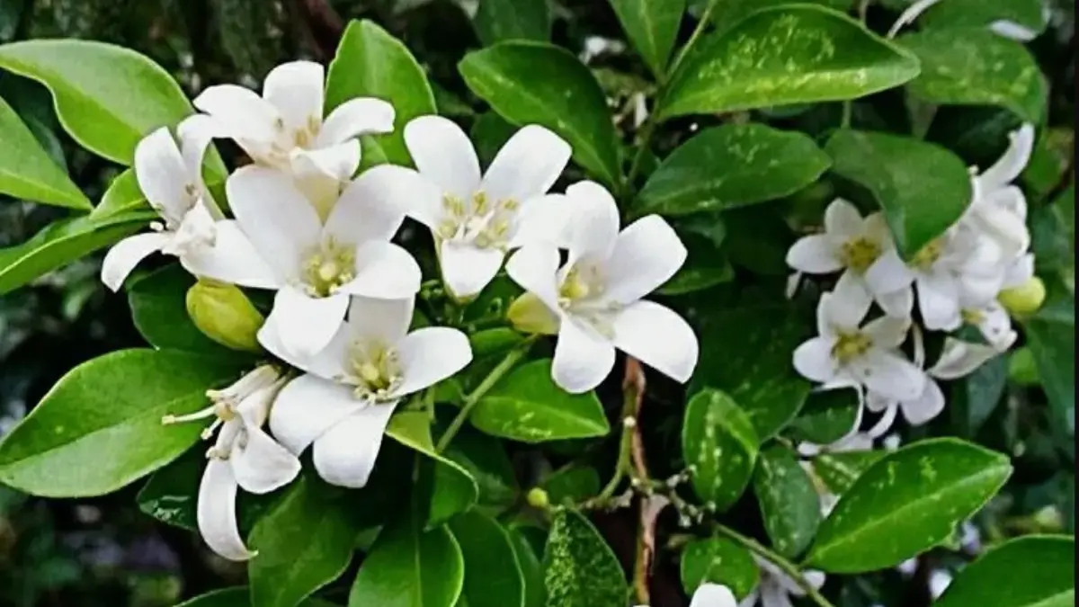 Bunga yang Dipercaya Pengundang Makhluk Halus.
