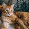 Kucing Bisa Deteksi Gempa Lebih Dulu Dari Manusia