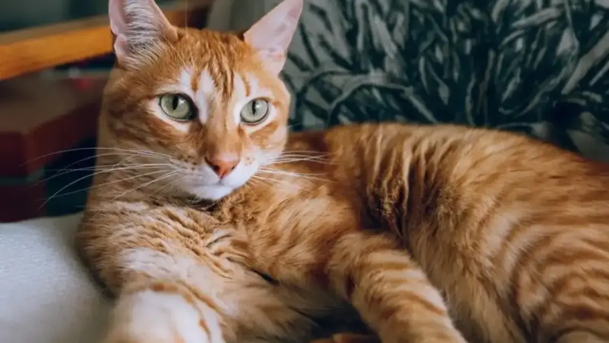 Kucing Bisa Deteksi Gempa Lebih Dulu Dari Manusia