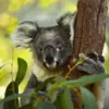 Koala Bukan Beruang, Tapi Marsupial