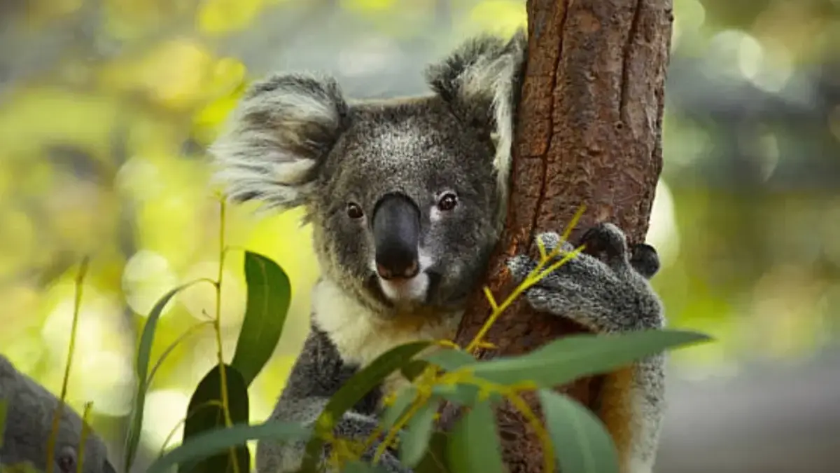 Koala Bukan Beruang, Tapi Marsupial