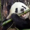 Panda Lebih Lama Hidup di Penangkaran Tapi Pilih-pilih Makanan