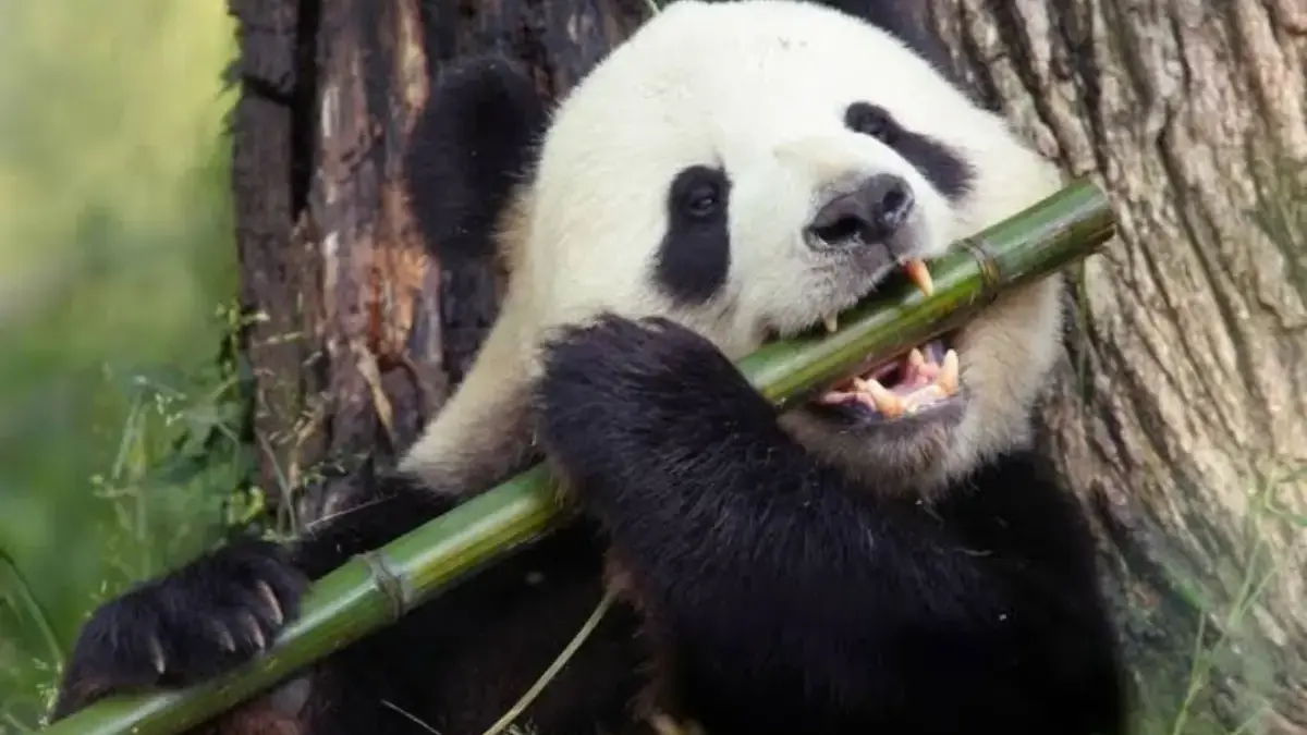 Panda Lebih Lama Hidup di Penangkaran Tapi Pilih-pilih Makanan