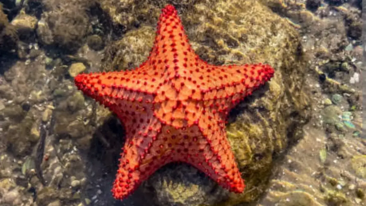 Bintang laut bisa tumbuh kembali jika tubuhnya terbelah asalkan ada pusatnya