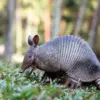 Armadillo selalu melahirkan empat bayi yang identik kembar