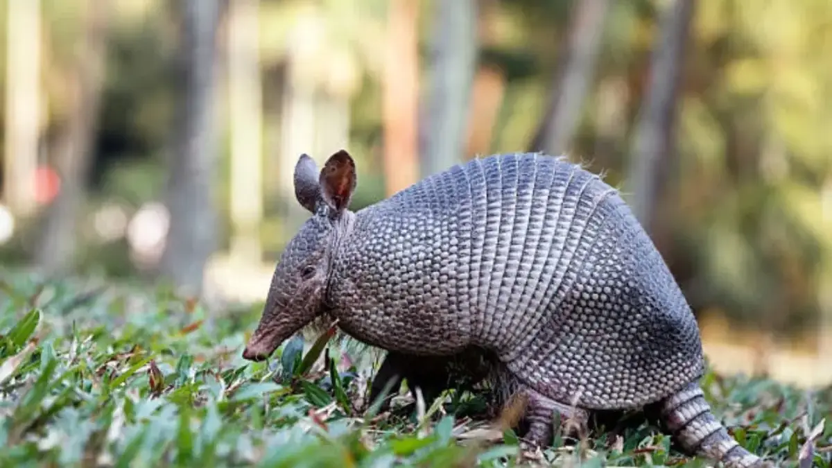 Armadillo selalu melahirkan empat bayi yang identik kembar