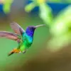 Kolibri bisa mengepakkan sayap sampai 200 kali per detik