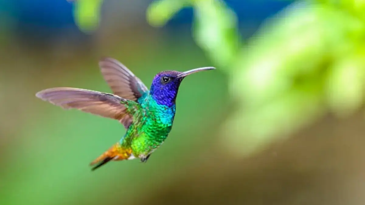 Kolibri bisa mengepakkan sayap sampai 200 kali per detik