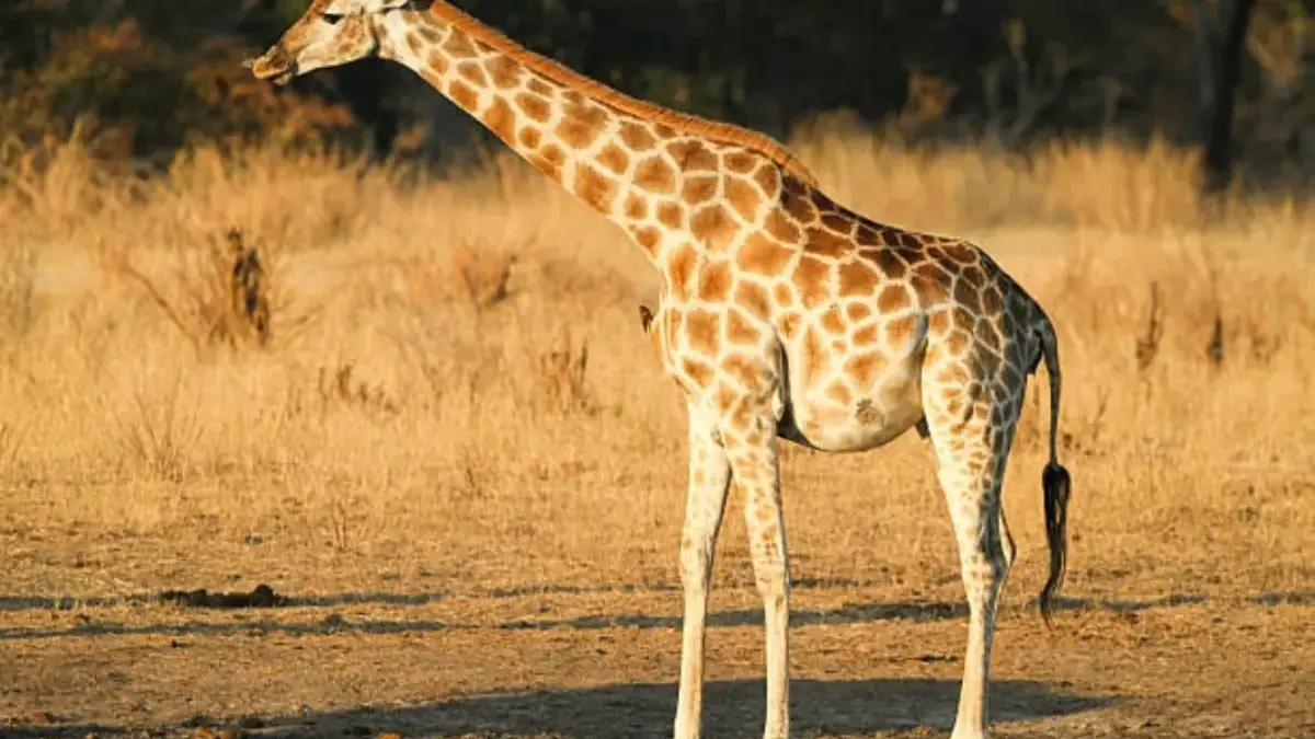 Jerapah punya tujuh tulang leher, jumlahnya sama kayak manusia, tapi beda di ukurannya