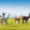 Alpaca punya bulu hypoallergenic dan terkenal sebagai hewan terapi