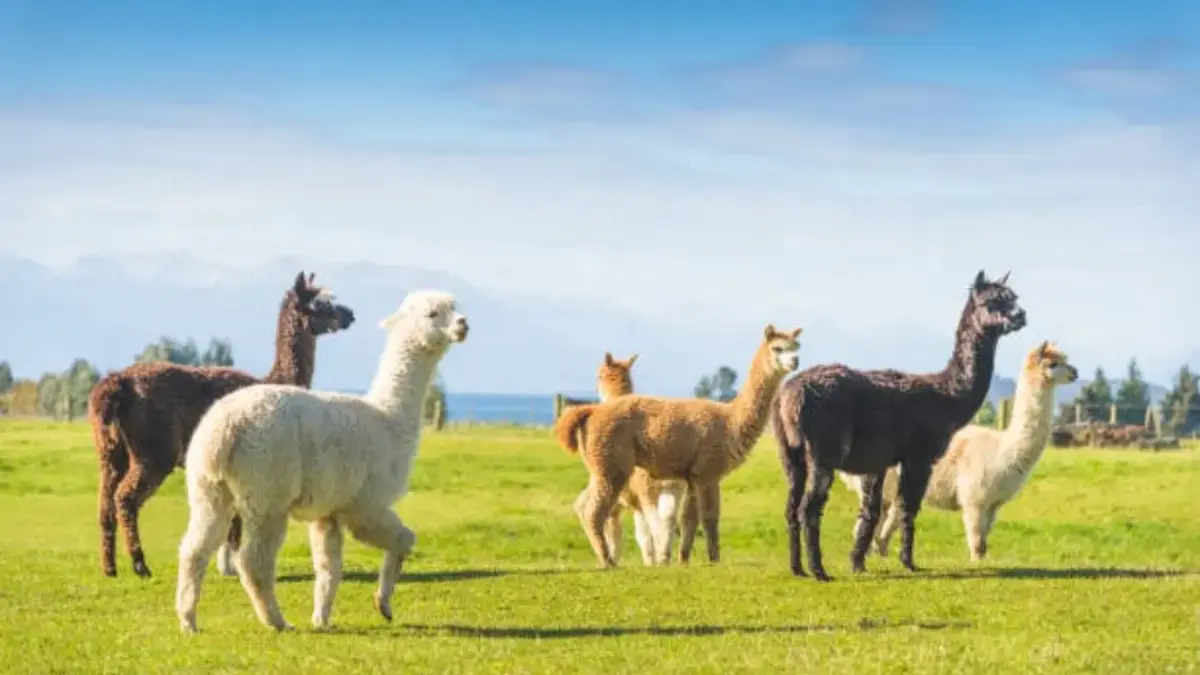 Alpaca punya bulu hypoallergenic dan terkenal sebagai hewan terapi