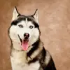 Anjing Husky bisa lari dengan kecepatan 31 km/jam dan stamina luar biasa.
