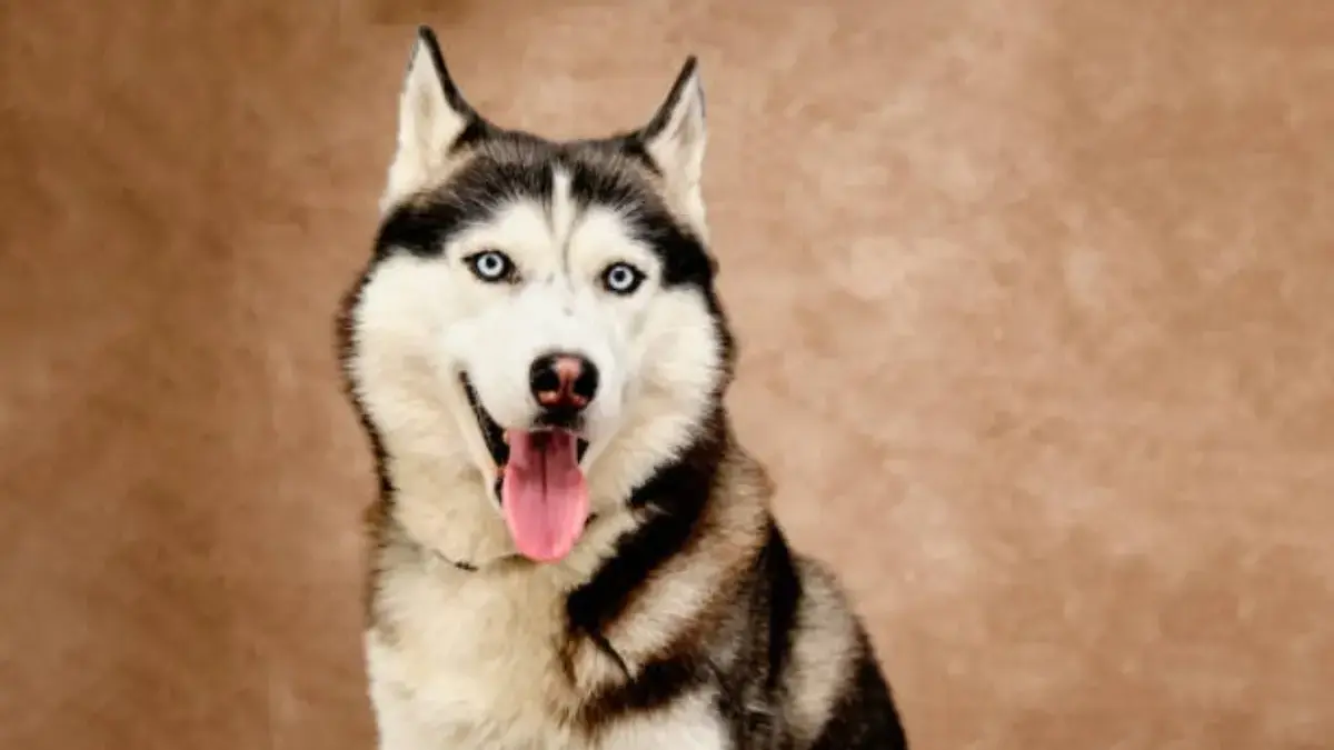 Anjing Husky bisa lari dengan kecepatan 31 km/jam dan stamina luar biasa.