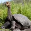 Kura-kura Galapagos bisa mencapai berat 250 kg